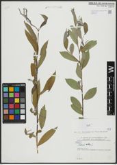 Foto von Salix alba L.